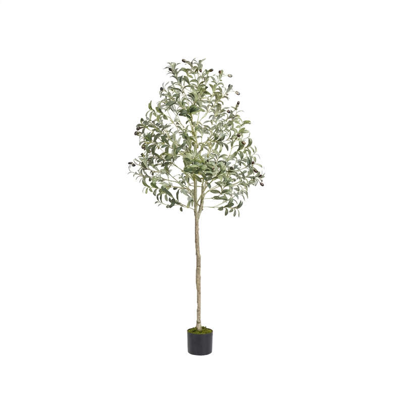 Olea olive tree - white background